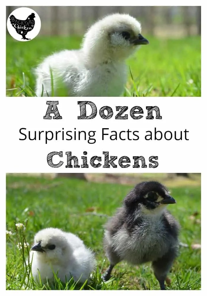 A Dozen Little Known Chicken Facts