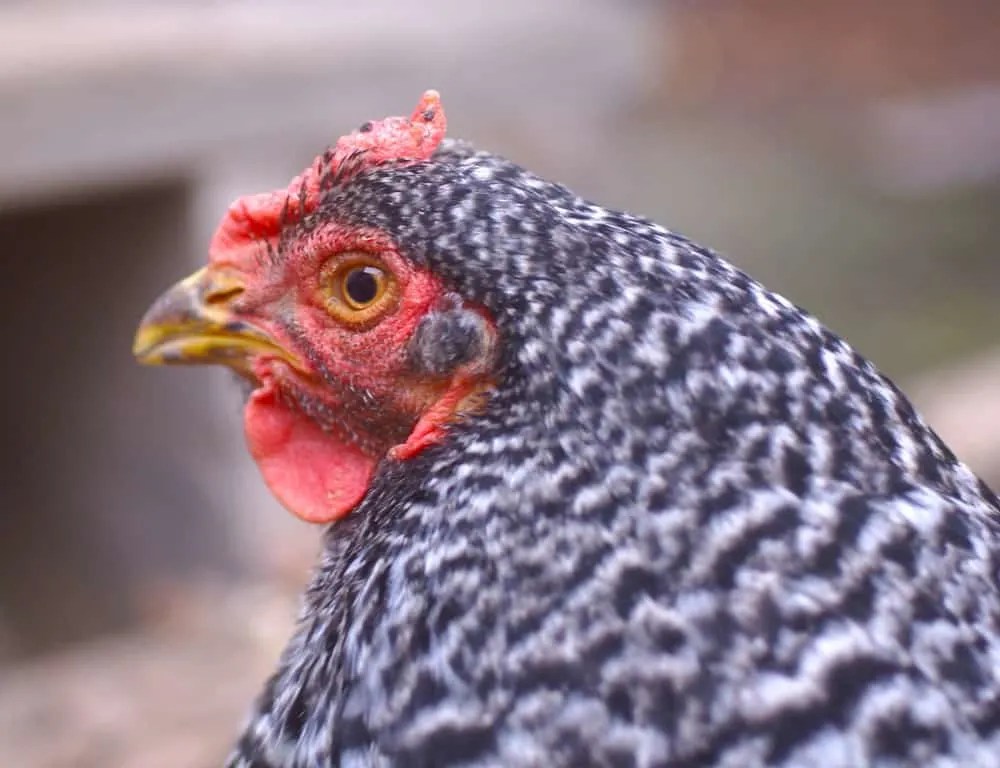 The 22 Best Cold Hardy Chicken Breeds Backyard Chicken Project