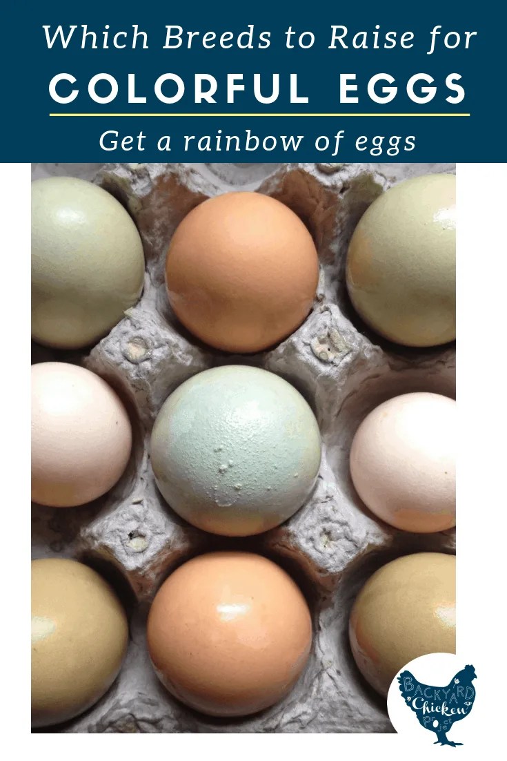 Chicken Egg Colors Which Breeds Lay Which Colored Eggs?