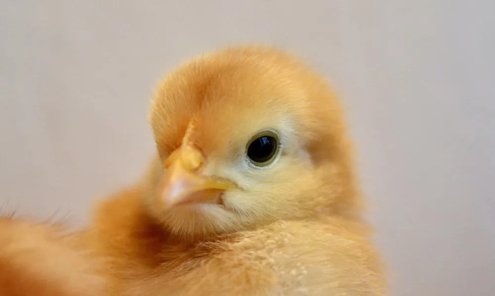 Brooding Chicks the Easy Way 5 Essential Supplies You'll Need