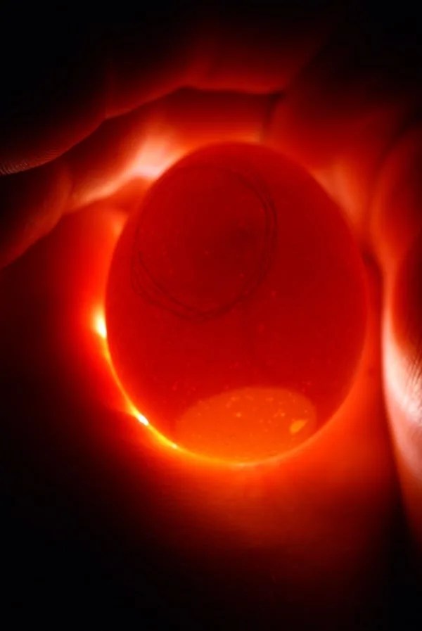 The First Week of Incubation Candling Eggs Day 7