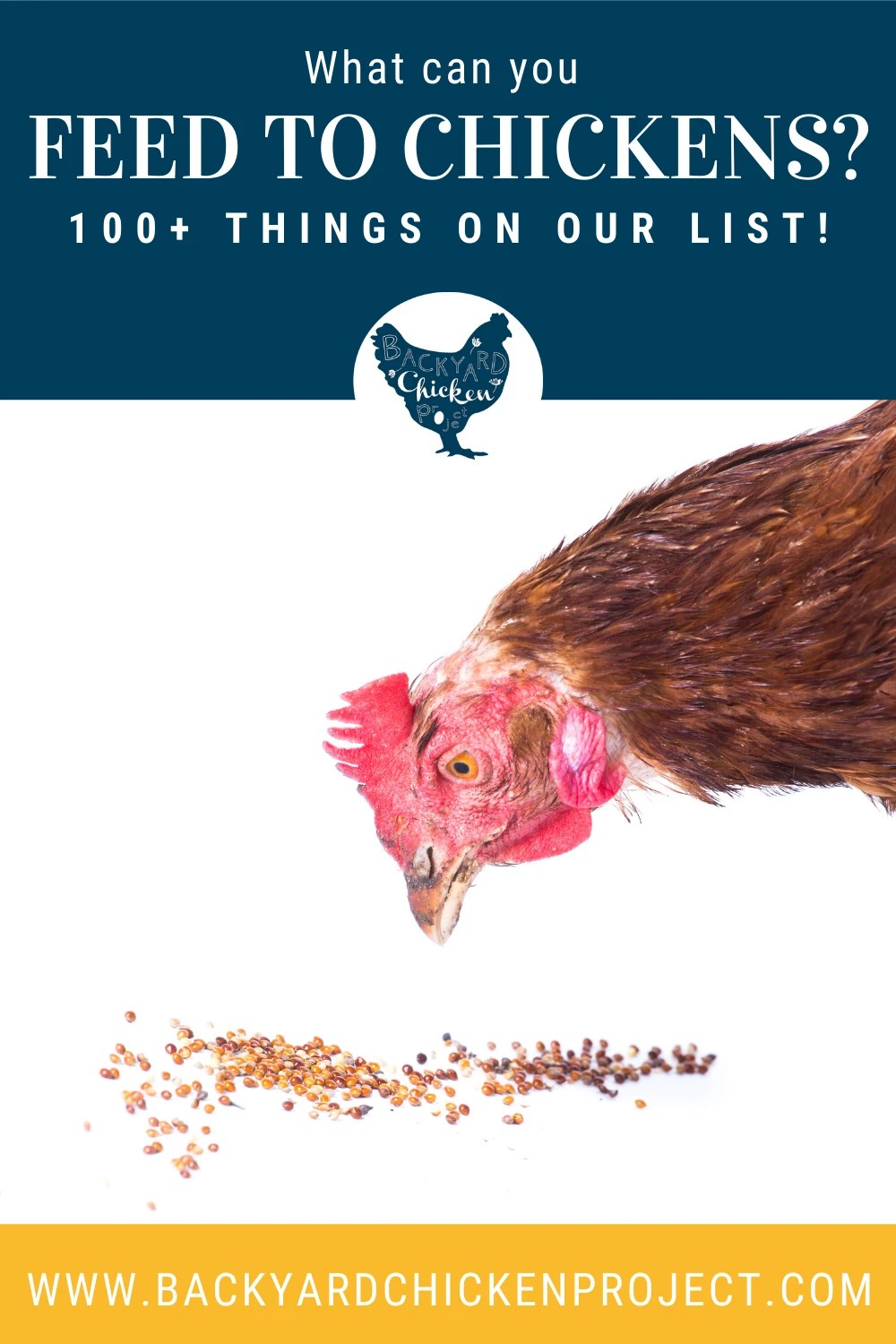 What Can Chickens Eat? 100 Favorite Chicken Foods on our List