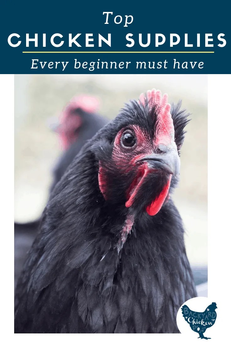 Essential Chicken Supplies for the Absolute Beginner