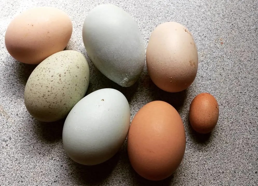 Understanding Egg Labels Decoding the Grocery Store Egg Carton