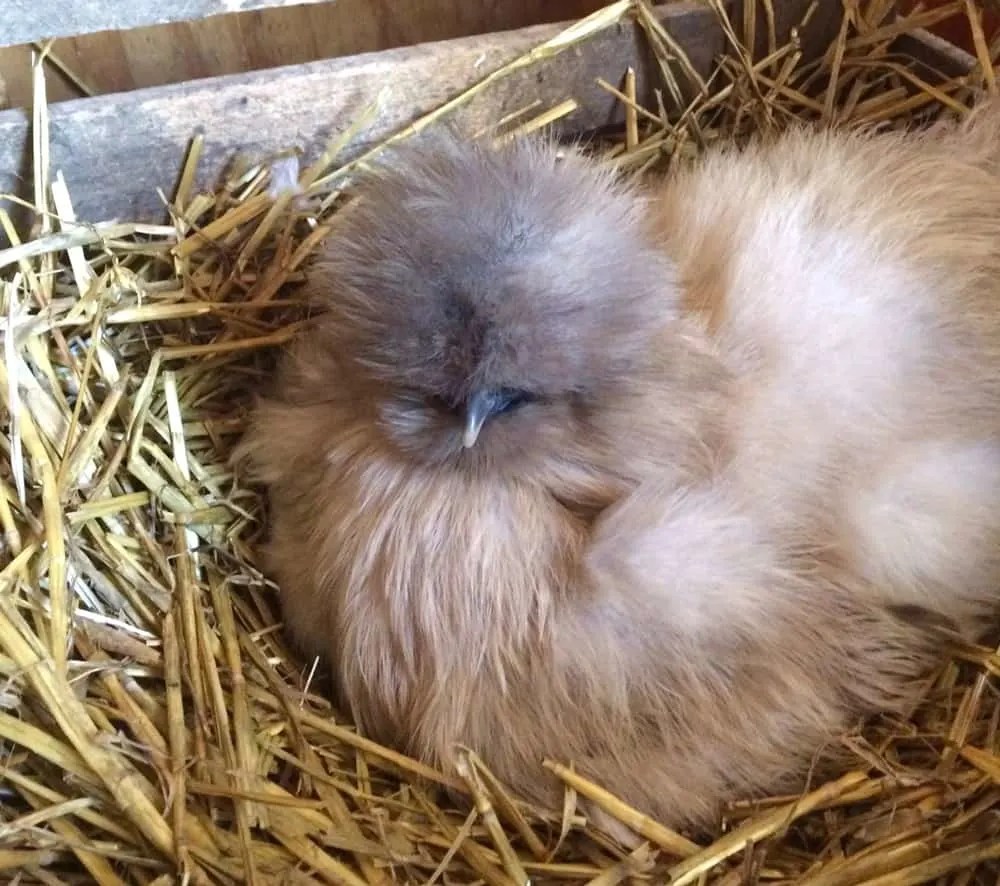 Essential Beginner Chicken Supplies Backyard Chicken Project