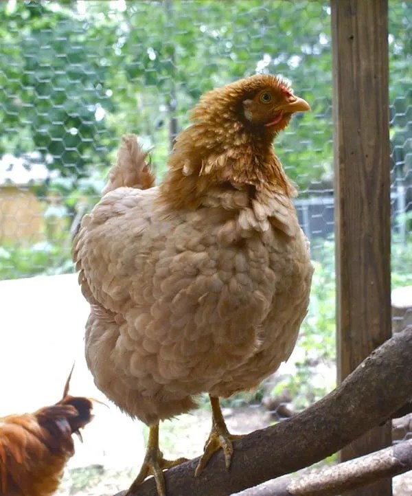 Essential Beginner Chicken Supplies Backyard Chicken Project