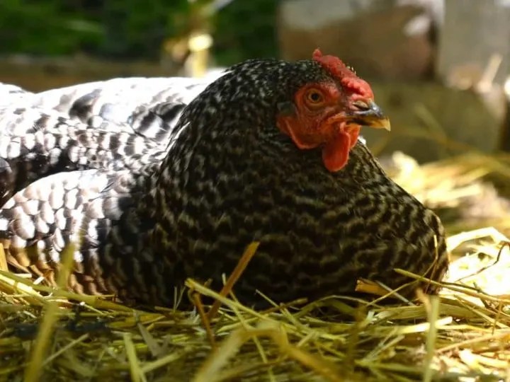 How to Winterize the Chicken Coop 4 Steps for Success Backyard
