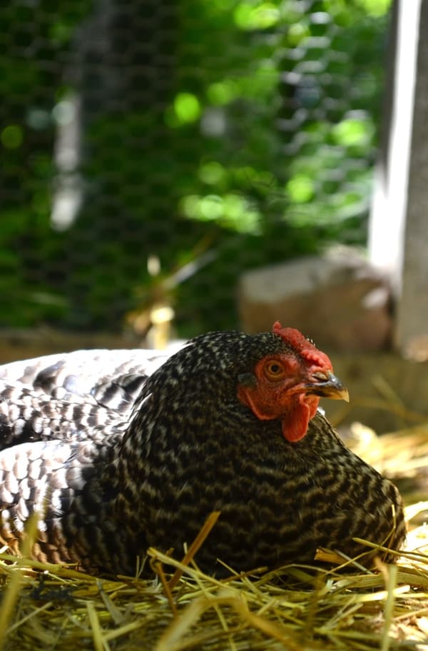 The Very Best Chicken Coop Bedding Deep Litter Method FAQ Backyard