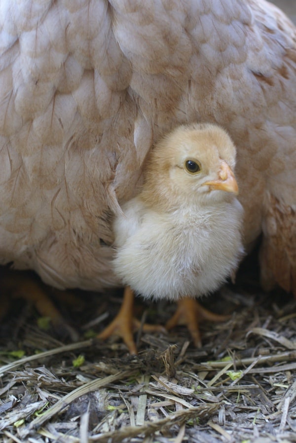 The Very Best Chicken Coop Bedding Deep Litter Method FAQ Backyard