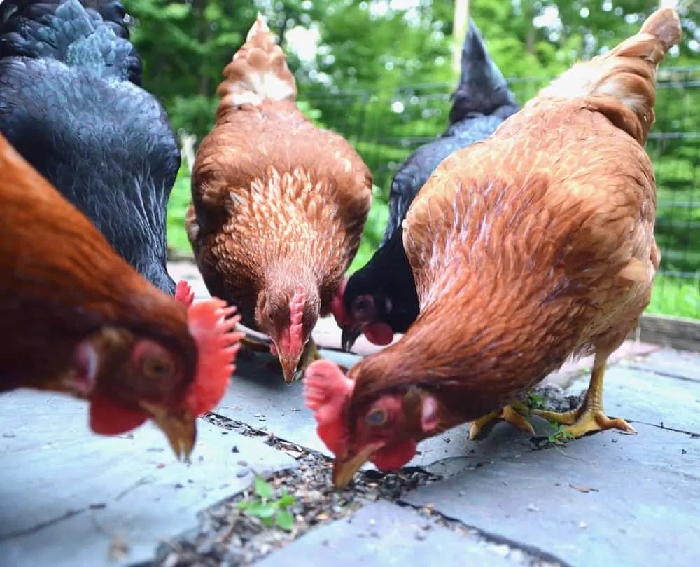 The Ultimate List of Gifts for Chickens Backyard Chicken Project