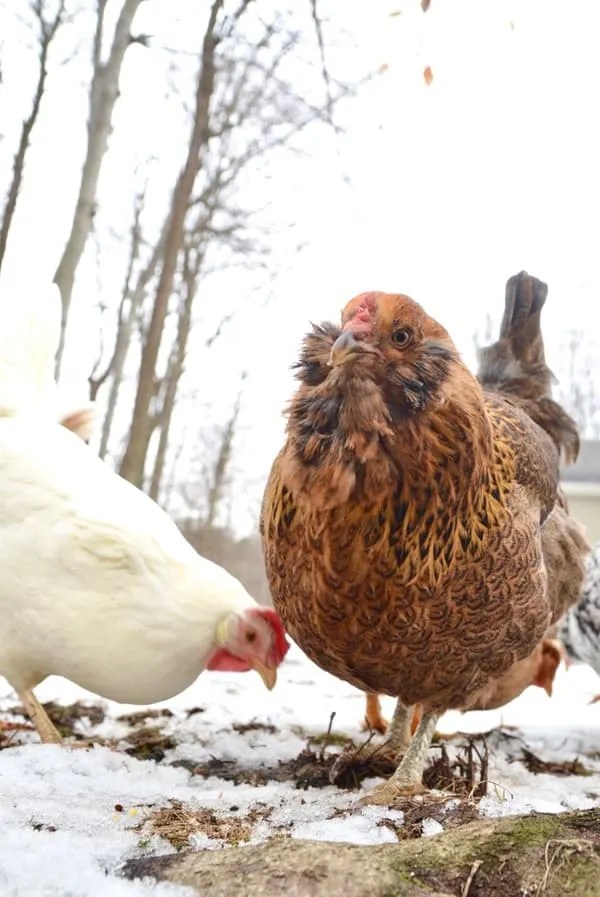 The Ultimate Guide to Raising Chickens in Winter Backyard Chicken Project