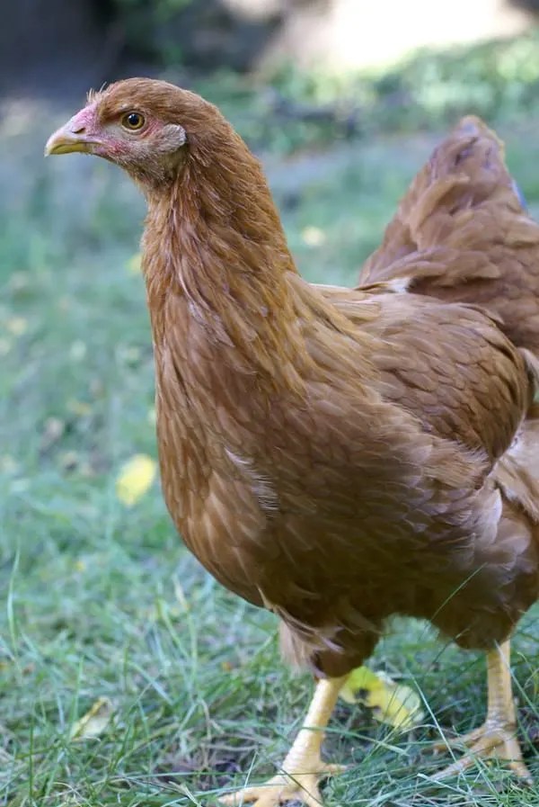 50 Hilarious Food Names for Chickens Backyard Chicken Project