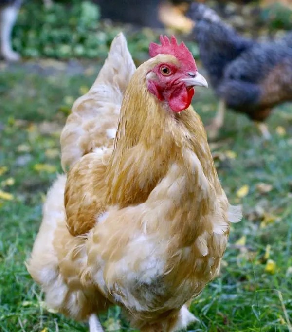 50 Hilarious Food Names for Chickens Backyard Chicken Project