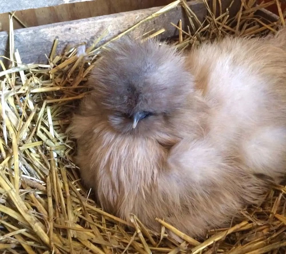 Chicken Bedding and Litter Your Chicken Coop Options