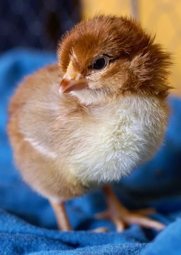 How to Buy Chicks that are Healthy and Happy! Backyard Chicken Project