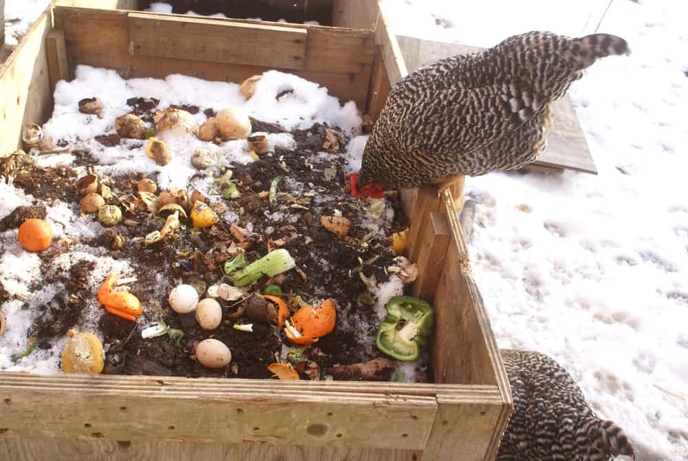 Composting with Chickens How your flock can help dispose of waste and
