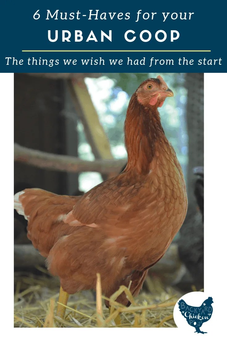 6 must haves for your urban coop Backyard Chicken Project