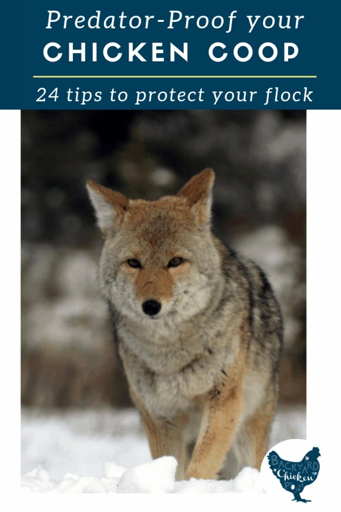 24 Features on a PredatorProof Chicken Coop