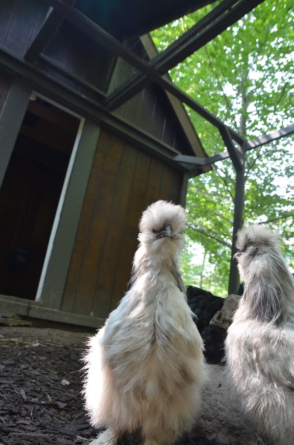 24 Features on a PredatorProof Chicken Coop Backyard Chicken Project