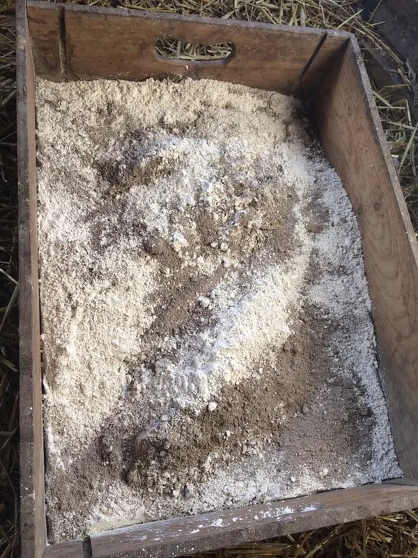 3 Common Chicken Pests and How to Get Rid of Them Backyard Chicken