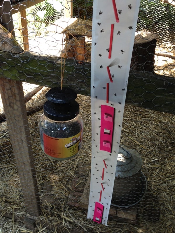 3 Common Chicken Pests and How to Get Rid of Them Backyard Chicken