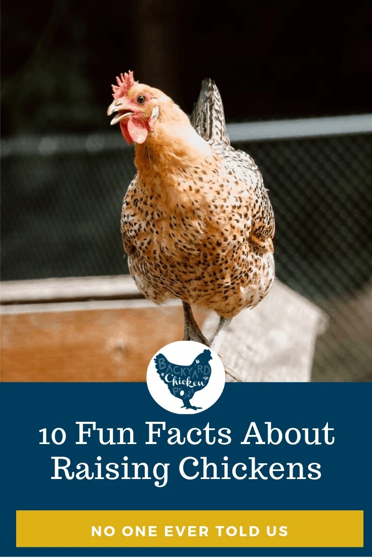 10 Fun Facts 2 Backyard Chicken Project