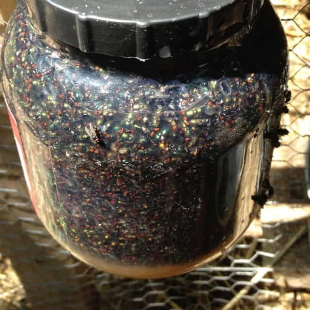 Pests Archives Backyard Chicken Project