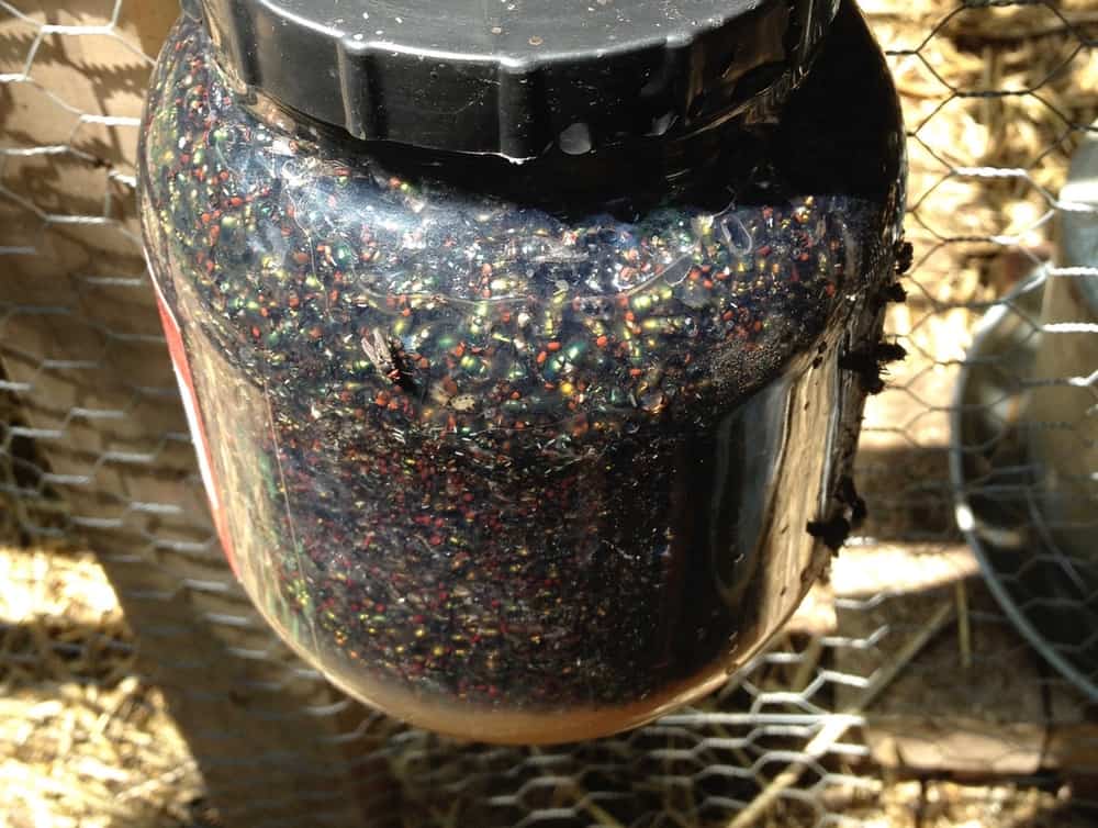 3 Common Chicken Pests and How to Get Rid of Them Backyard Chicken