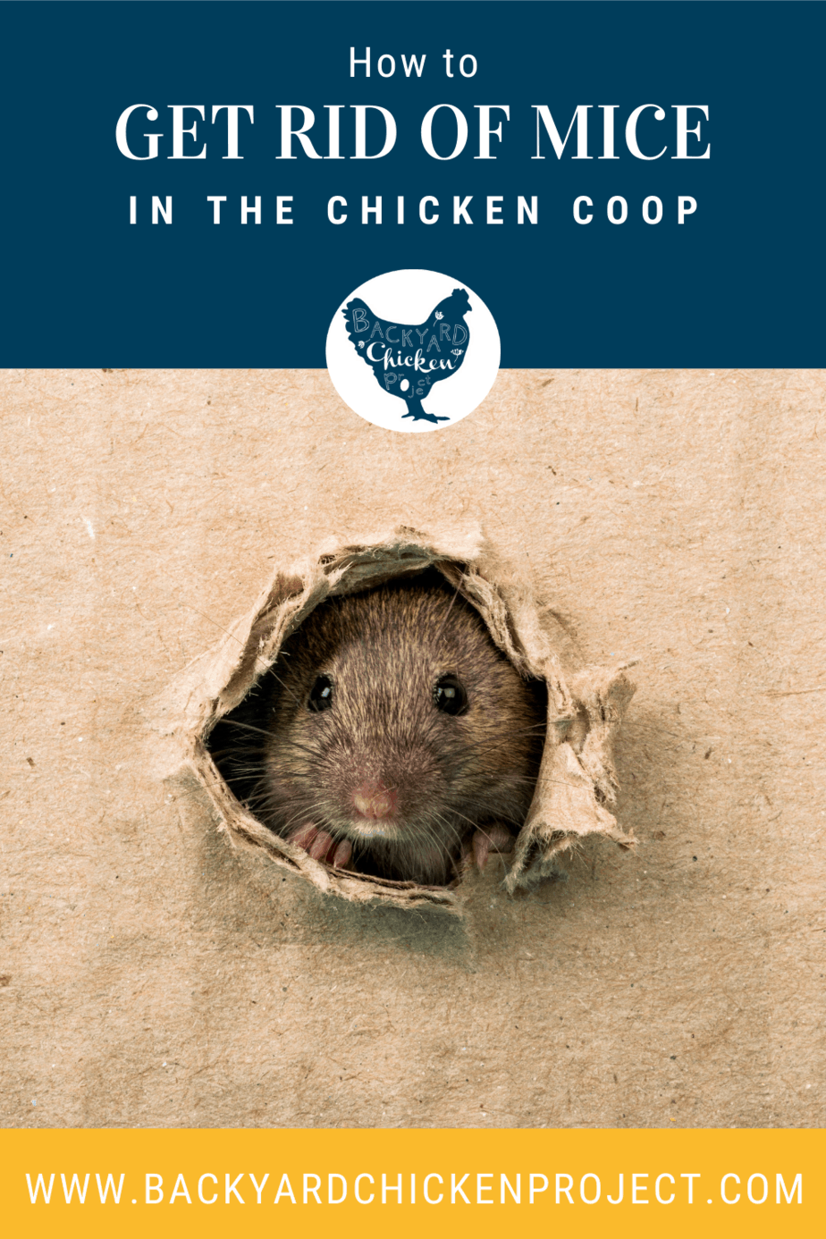 How to Get Rid of Mice in the Chicken Coop Backyard Chicken Project