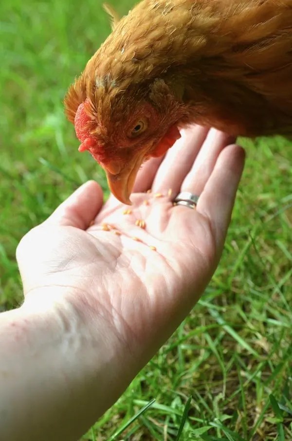Can you Raise Chickens and Ducks Together? Backyard Chicken Project