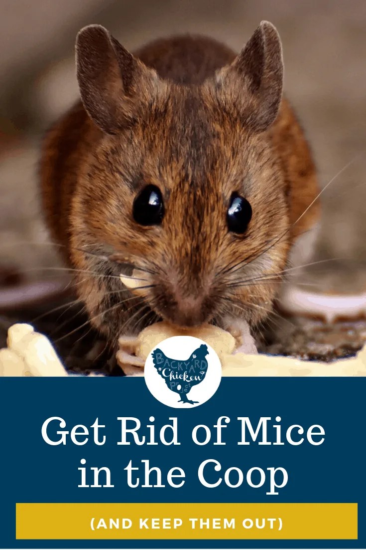 Mice1 Backyard Chicken Project