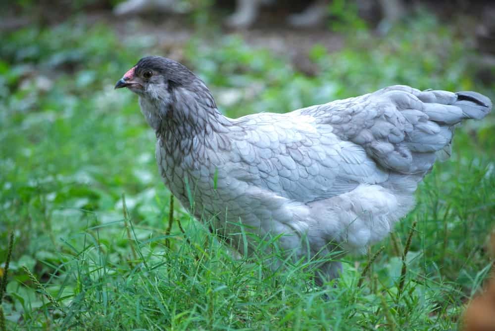 8 Best Chicken Breeds for Beginners Backyard Chicken Project