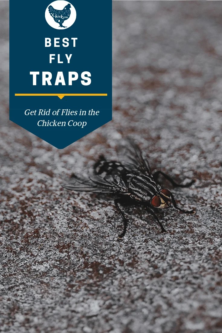 Best Fly Traps 2 Backyard Chicken Project