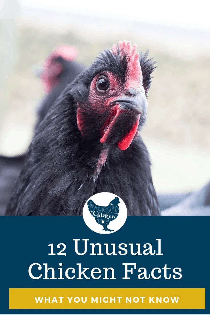 Chicken Facts 1 Backyard Chicken Project