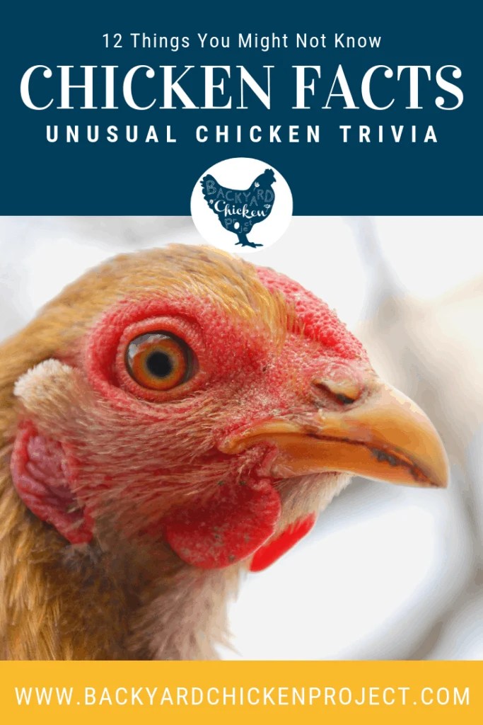 12 Backyard Chicken Facts You Might Not Have Known Backyard Chicken