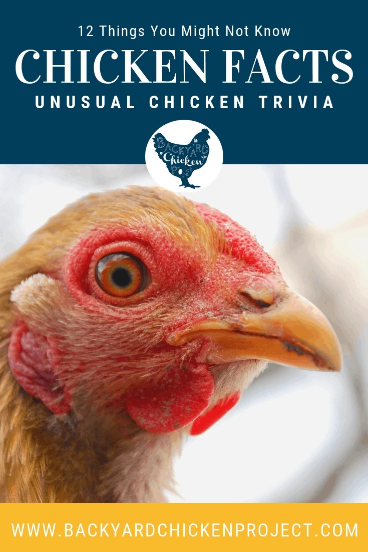 Printable Chicken Facts For Kids