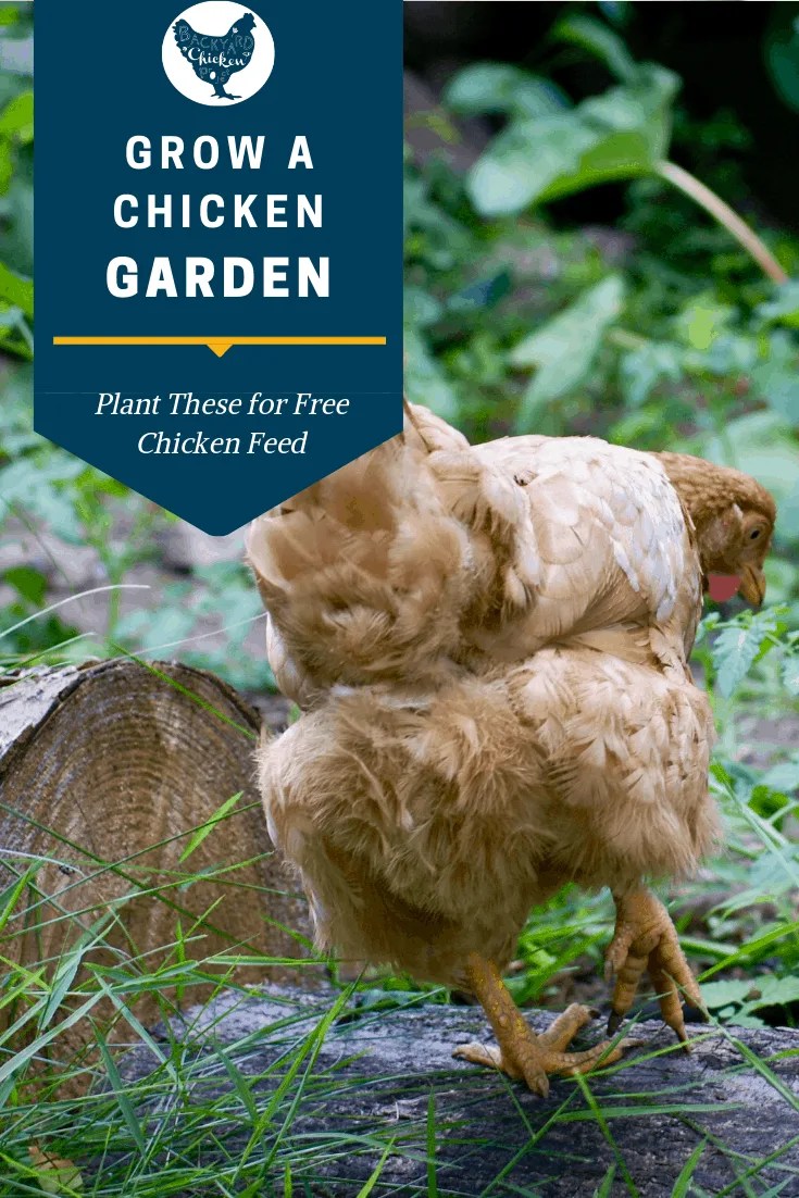 Grow a Chicken Garden Plant These for Free Chicken Feed Backyard