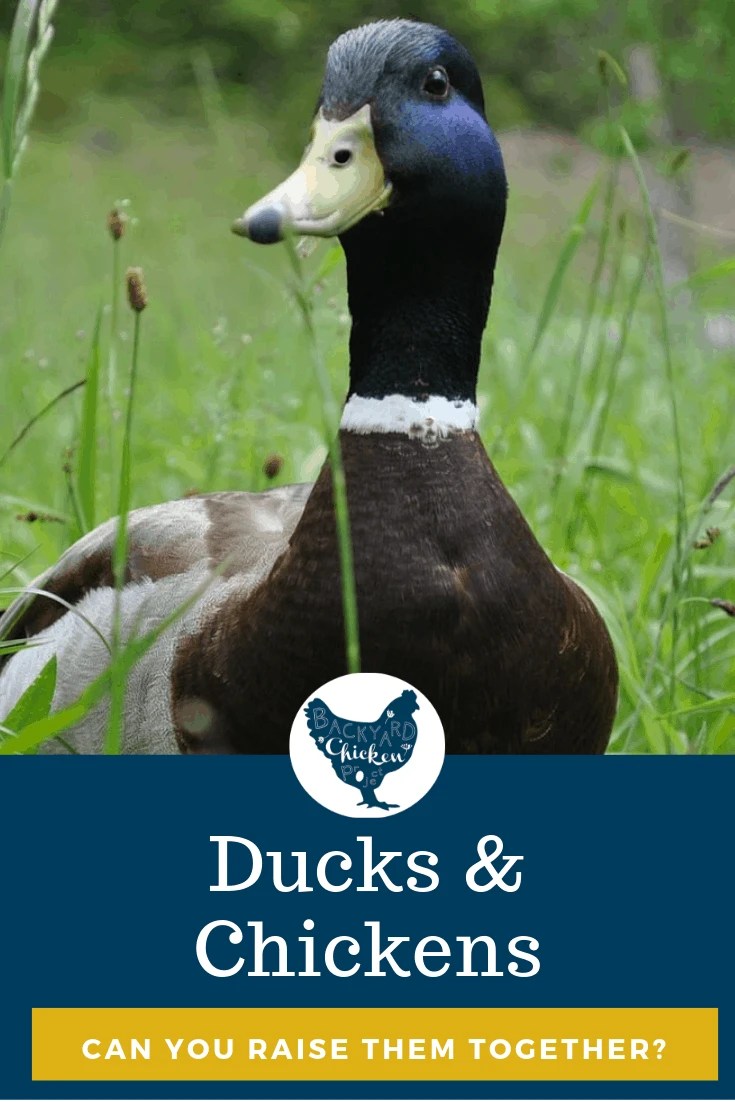 Can you Raise Chickens and Ducks Together? Backyard Chicken Project