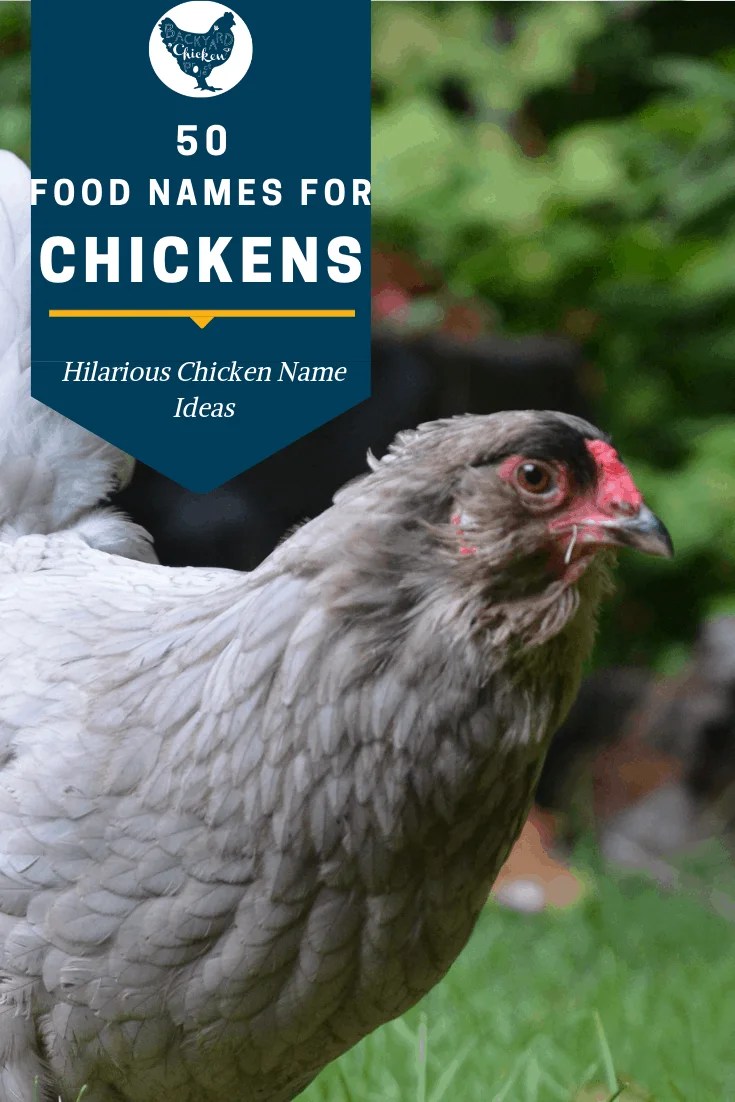 Food Names 2 Backyard Chicken Project