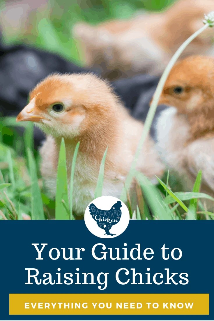 Guide to Raising Chicks 2 Backyard Chicken Project
