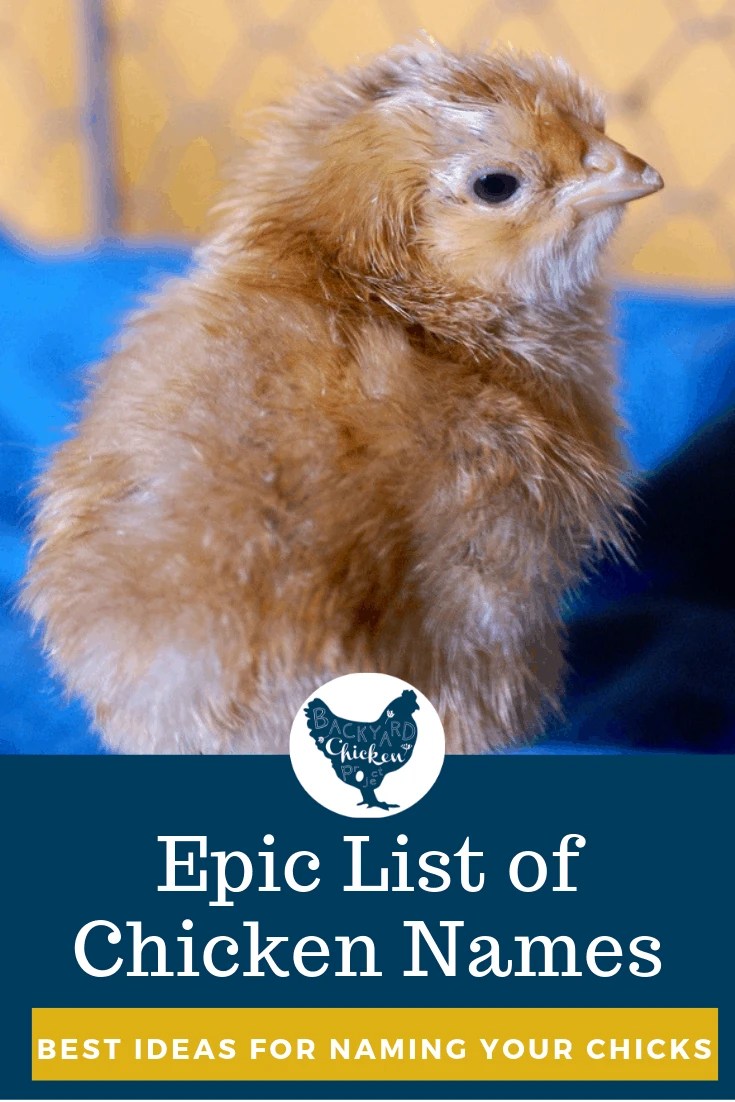 More Chicken Names 2 Backyard Chicken Project