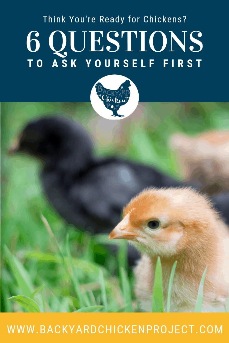 6 Questions to Ask Yourself Before Getting Chickens Backyard Chicken