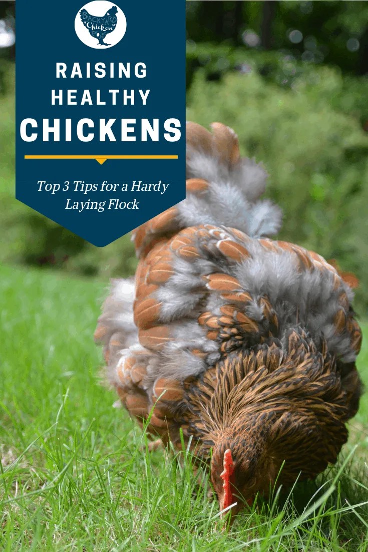 Top 3 Tips for Healthy Chickens Backyard Chicken Project