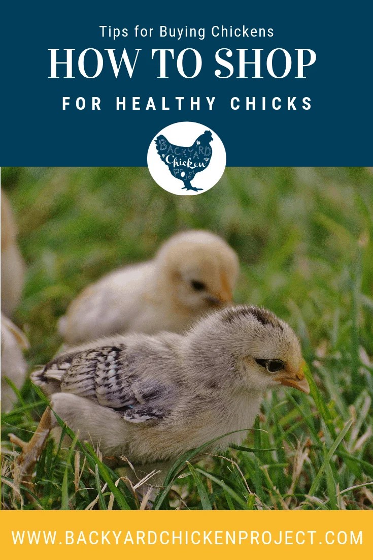 Tips for buying chickens 2 Backyard Chicken Project