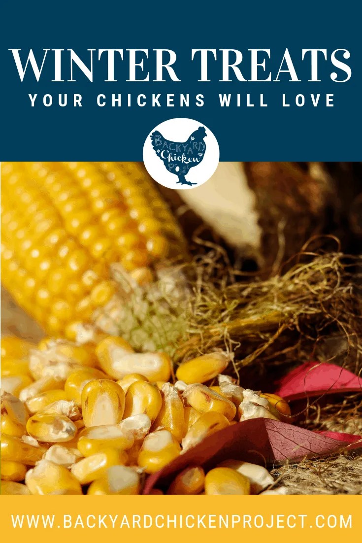 Hearty Winter Chicken Feed Ideas