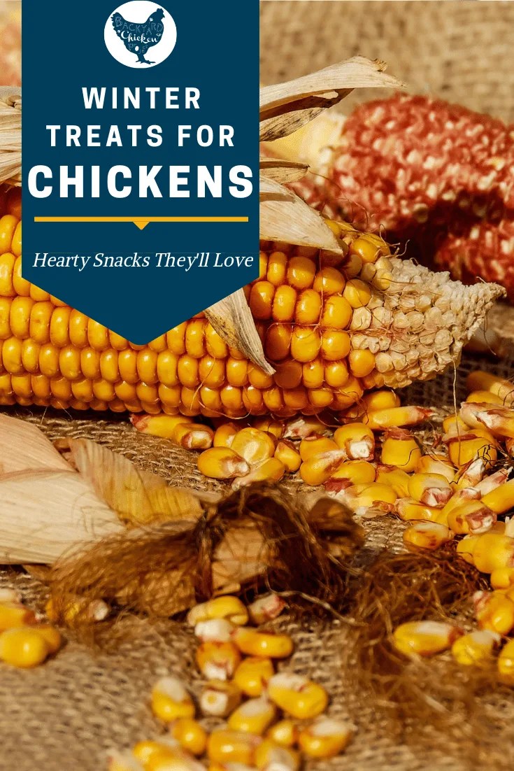 Winter Feed 2 Backyard Chicken Project