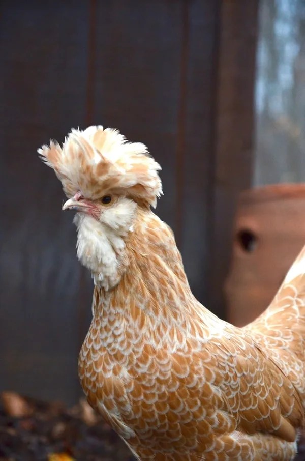 Breed Spotlight Polish Chickens Backyard Chicken Project