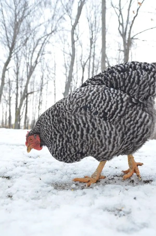 How to Care for Chickens in Winter Your Questions Answered Backyard