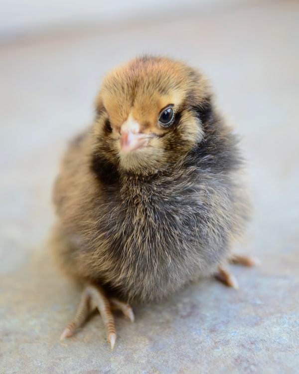250+ of the Best Funny Chicken Names for your Flock Backyard Chicken