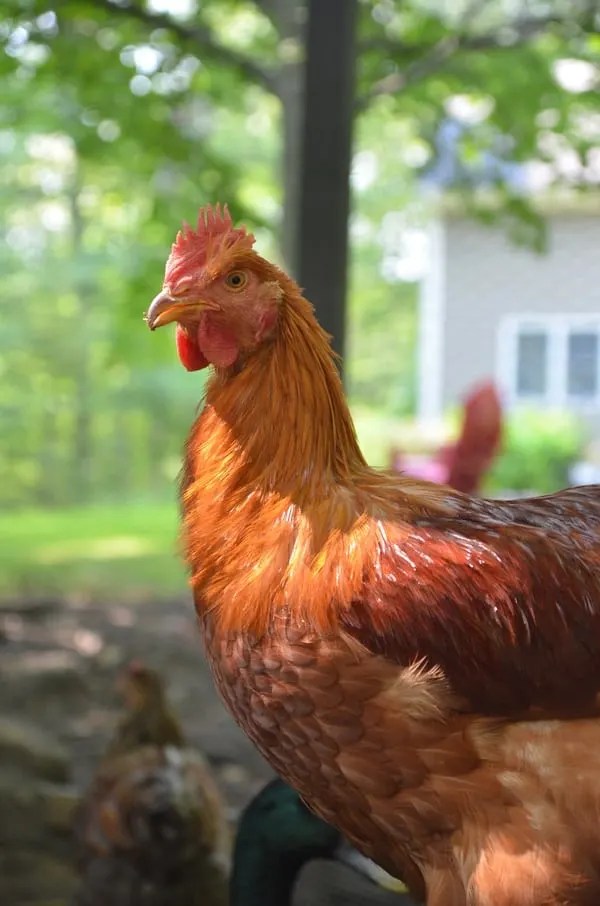 How to Handle an Aggressive Rooster in your Flock Backyard Chicken